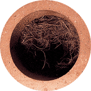 A Plumber In Dallas Addresses Springtime Root Intrusion for Dallas-Fort Worth Plumbing Systems